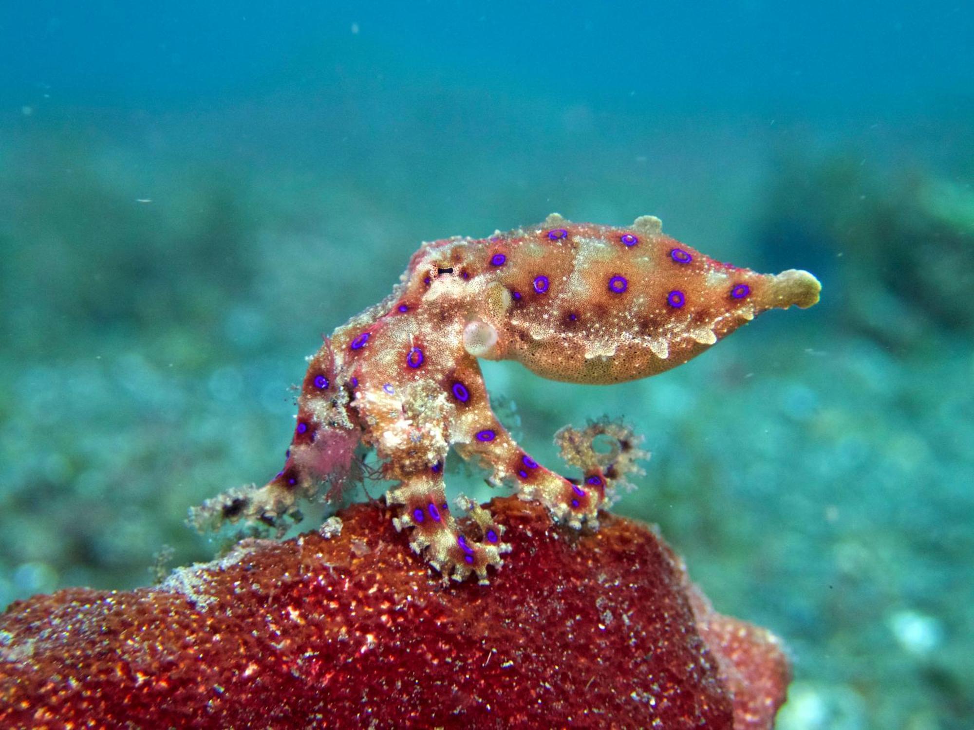Cocotinos Lembeh A Boutique Dive Lodge Bitung Esterno foto