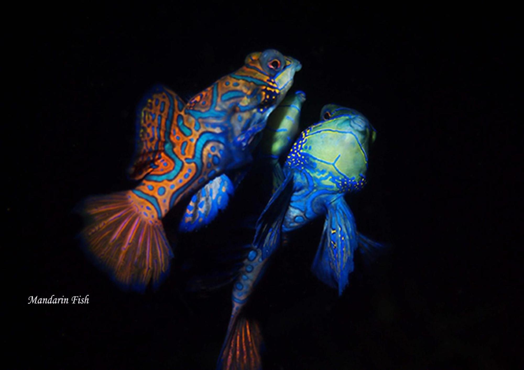 Cocotinos Lembeh A Boutique Dive Lodge Bitung Esterno foto