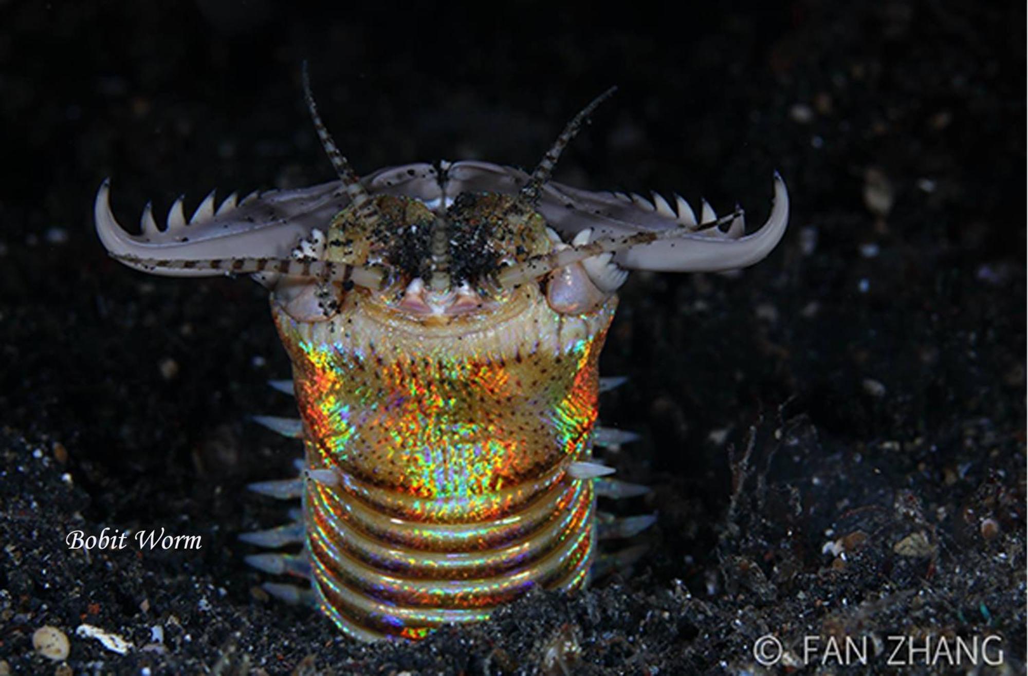 Cocotinos Lembeh A Boutique Dive Lodge Bitung Esterno foto